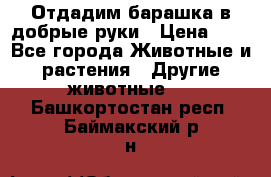 Отдадим барашка в добрые руки › Цена ­ 1 - Все города Животные и растения » Другие животные   . Башкортостан респ.,Баймакский р-н